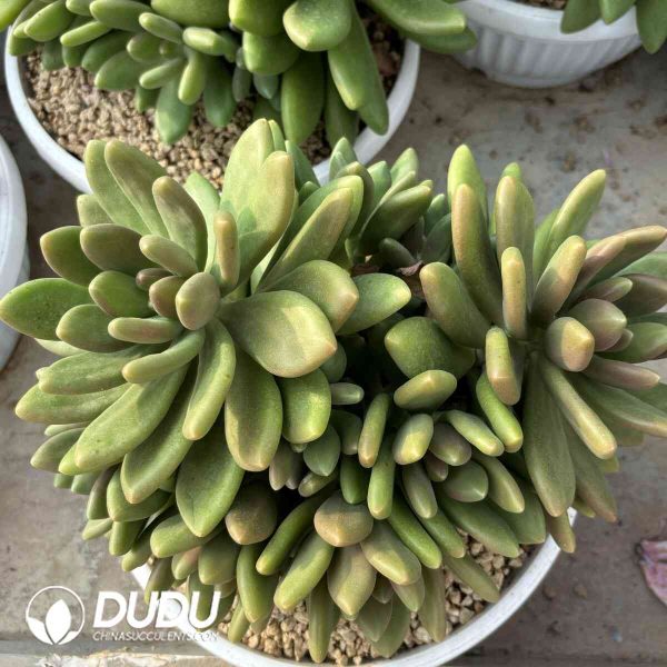 Echeveria Mango Milk Clustering - Image 2