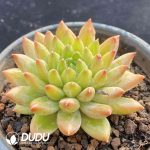 Echeveria Star Trek - Image 2