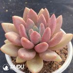 Echeveria Mon Ami - Image 2