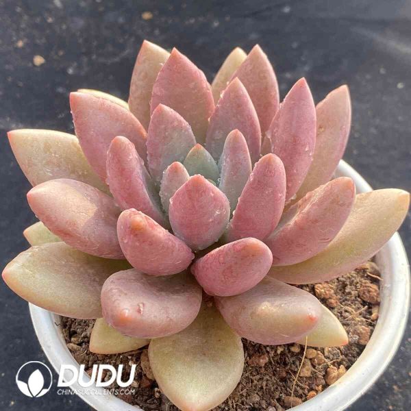 Echeveria Mon Ami - Image 2