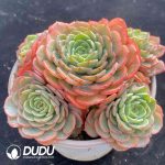 Echeveria Babysurprise Cluster - Image 2