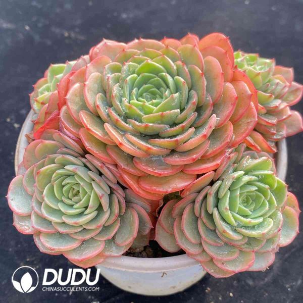 Echeveria Babysurprise Cluster - Image 2