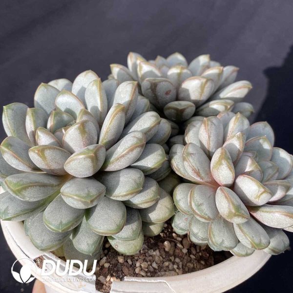 Echeveria Grape Clustering - Image 2