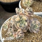 Echeveria Lovely Rose Variegated Cluster - Image 2