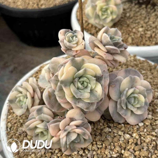 Echeveria Lovely Rose Variegated Cluster - Image 2