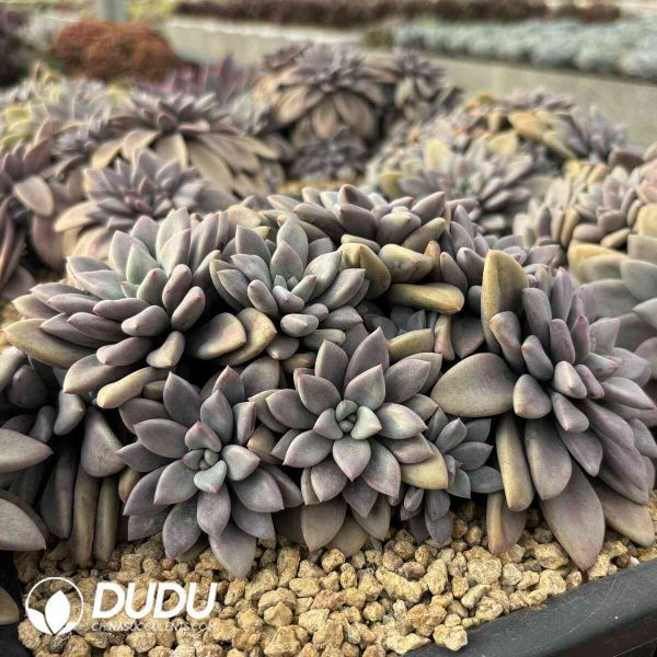 Echeveria Luoyang Red Cluster - Image 2