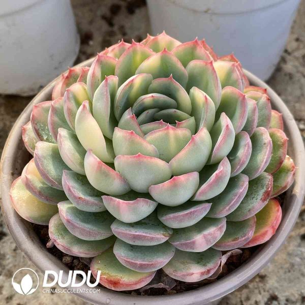 Echeveria Strawberry Ice Variegated - Image 2