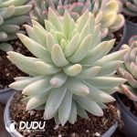 Sedum Harry Butterfield - Image 2