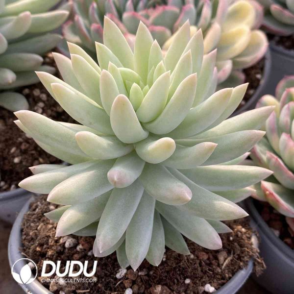 Sedum Harry Butterfield - Image 2