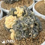 Echeveria Exotic Variegated Cristata - Image 2