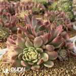 Echeveria Pink Crystal Variegated Cluster - Image 2