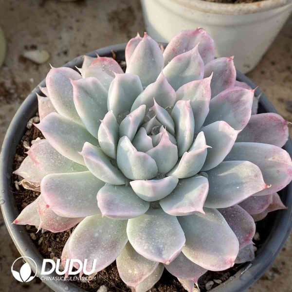 Echeveria Peacockii 'Desmetiana' Variegated - Image 2