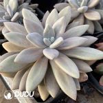 Pachyphytum Original Consort Yu Clustering - Image 2