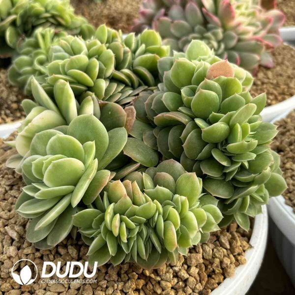 Echeveria Sinatra Variegated Cristata - Image 2