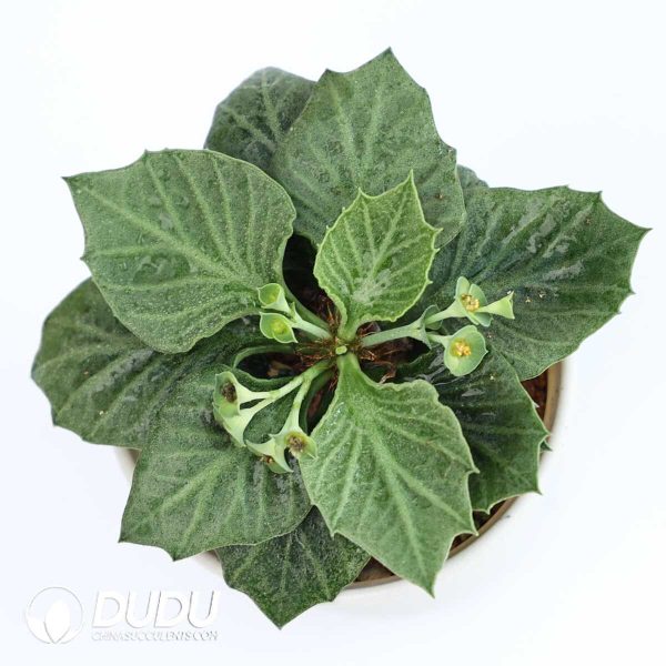 Euphorbia francoisii(Level B) - Image 3