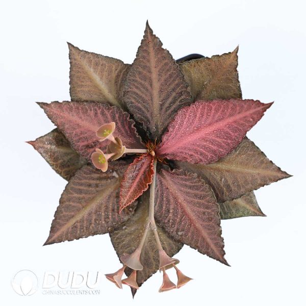 Euphorbia francoisii(Level C) - Image 3