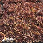 72pcs Echeveria Oney Seedlings - Image 3