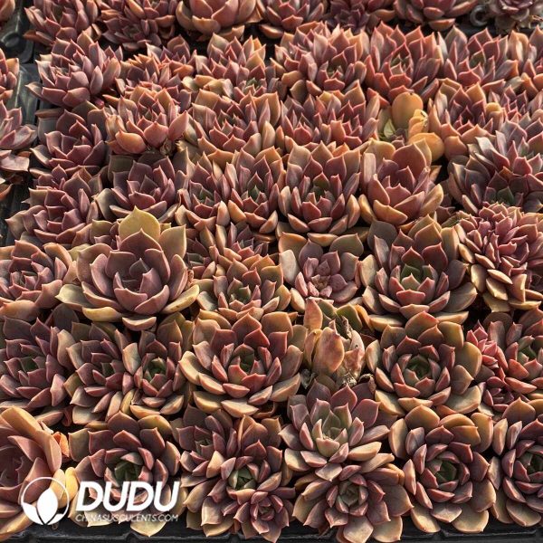 72pcs Echeveria Oney Seedlings - Image 3