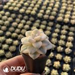 Echeveria 100pcs Set (5 varieties*20pcs) - Image 3