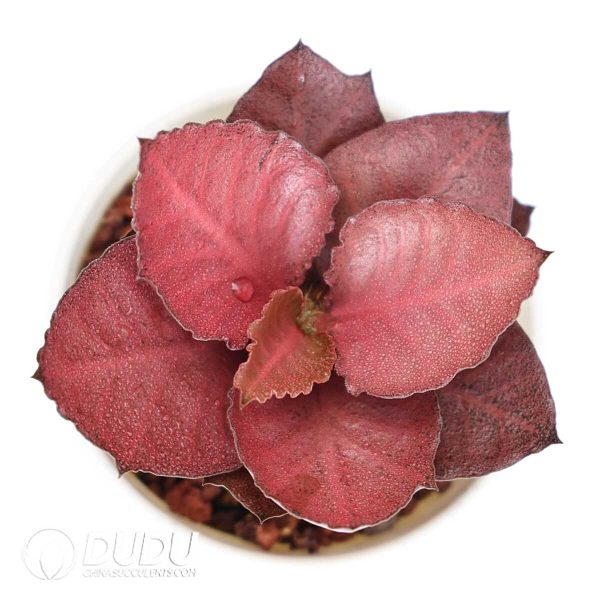 Euphorbia francoisii(Level A) - Image 3