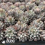 96pcs Pachyphytum Mingzhu Beauty Seedlings (2-5 Heads) - Image 3