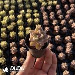 Echeveria 100pcs Set (5 varieties*20pcs) - Image 4