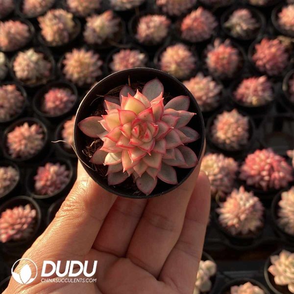 Echeveria 100pcs Set (5 varieties*20pcs) - Image 5