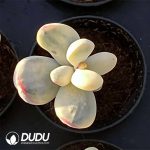 Echeveria 100pcs Set (5 varieties*20pcs) - Image 6