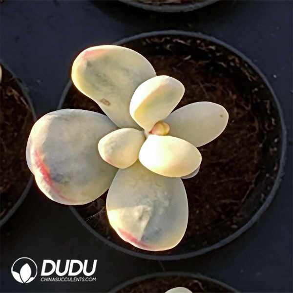 Echeveria 100pcs Set (5 varieties*20pcs) - Image 6