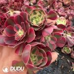 500pcs Aeonium Pink Witch Cuttings