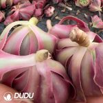 500pcs Aeonium Pink Witch Cuttings - Image 2