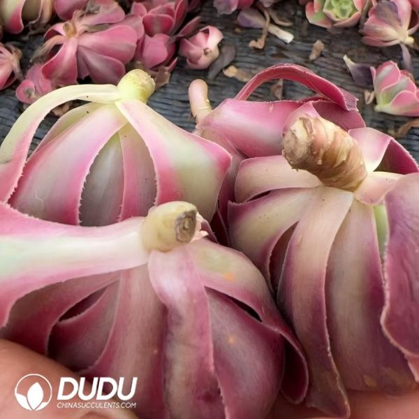 500pcs Aeonium Pink Witch Cuttings - Image 2