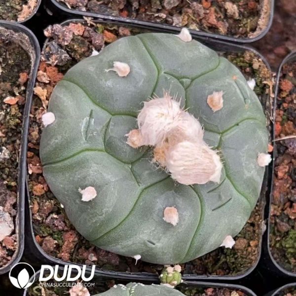 01224D65 (1) (Seed Grown)Cactus-Astrophytum Asterias Kikko - Image 1