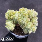 Echeveria Onslow Cristata