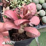 Euphorbia Francoisii (color random) - Image 2