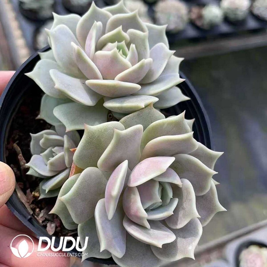 e1-1.jpg Echeveria Fresh Lilacina Clustering - Image 1