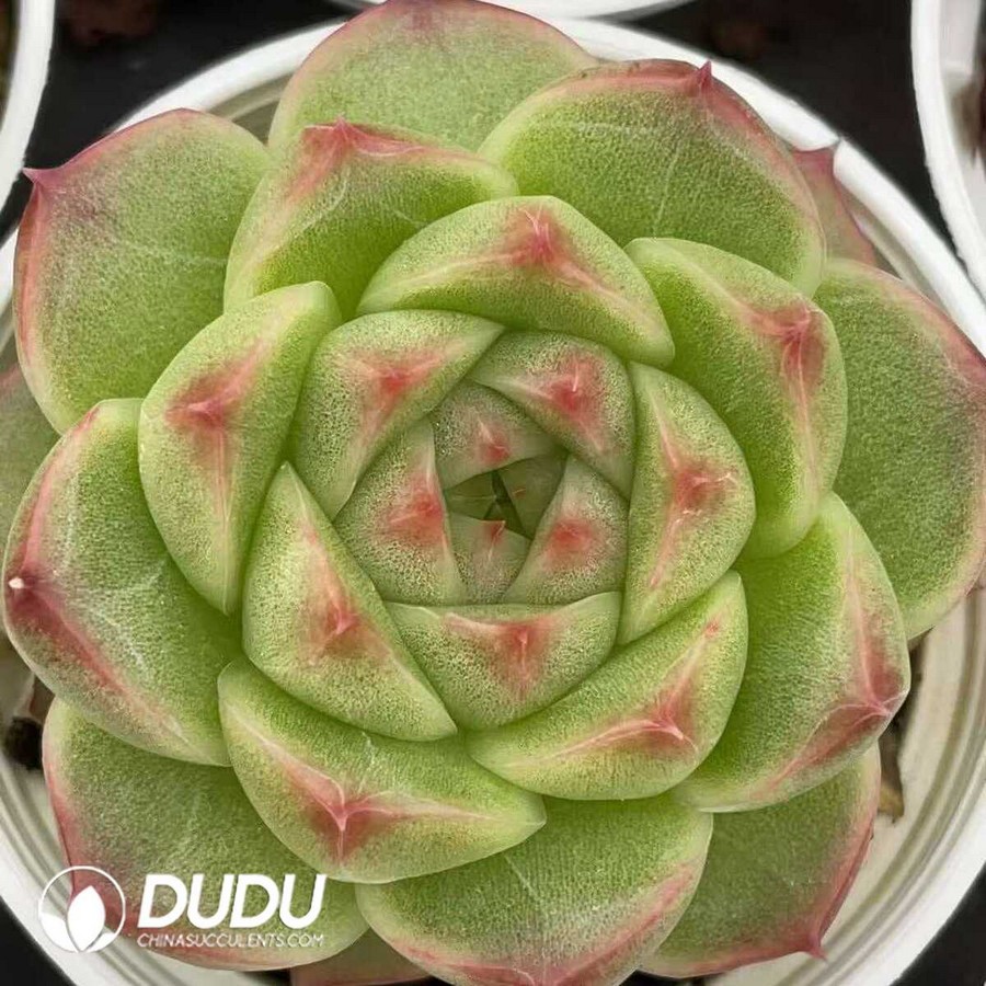 e1-10.jpg Echeveria Green Emerald - Image 1