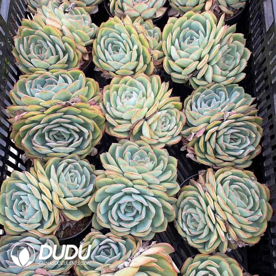 e1-11.jpg Echeveria Morning Dew Double Head - Image 1