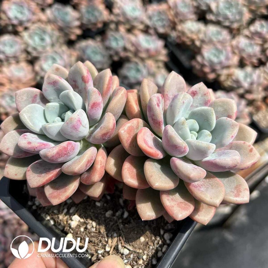 e1-16.jpg Echeveria Spotted Deer - Image 1