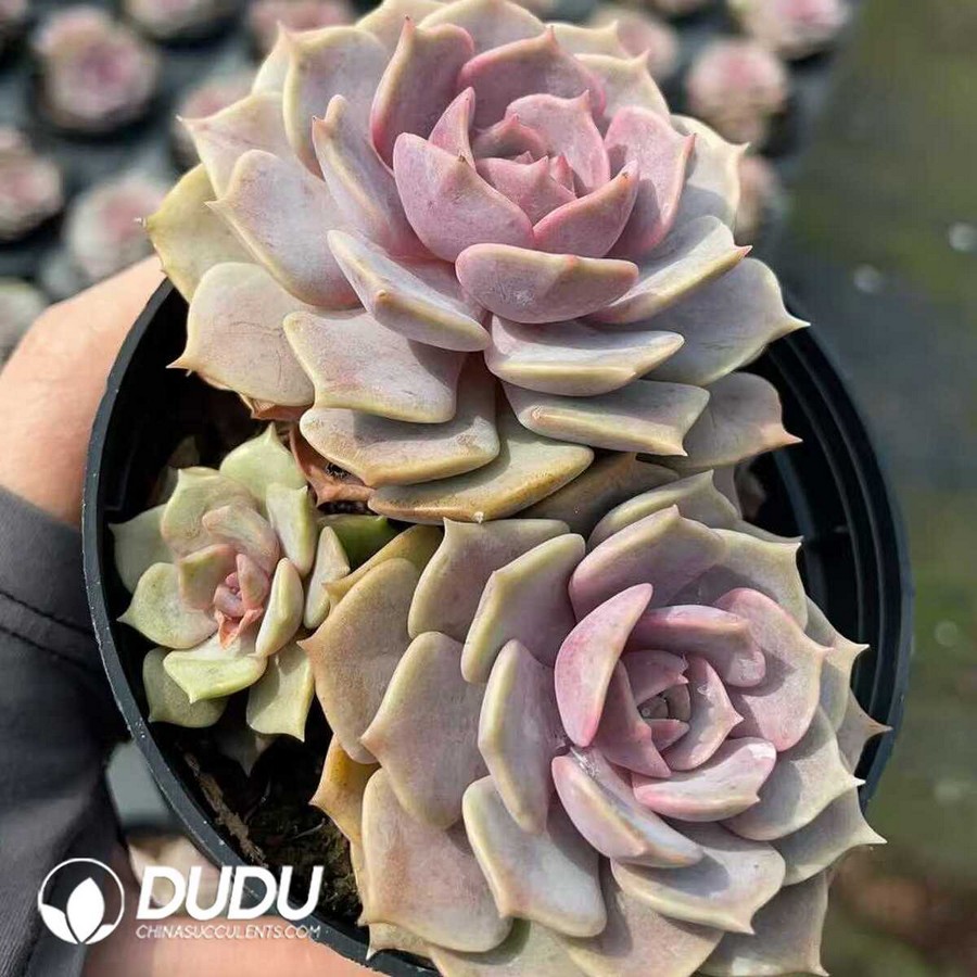 e1-2.jpg Echeveria Purple Double Head - Image 1