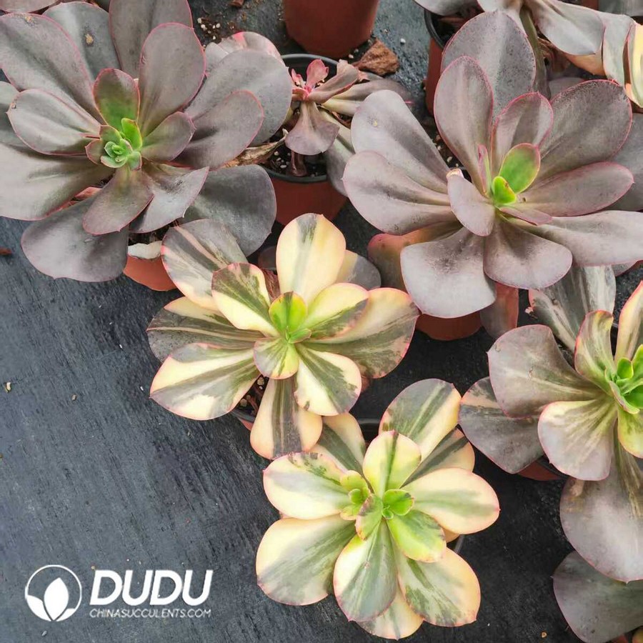 e1-20.jpg Echeveria Chinese Red - Image 1