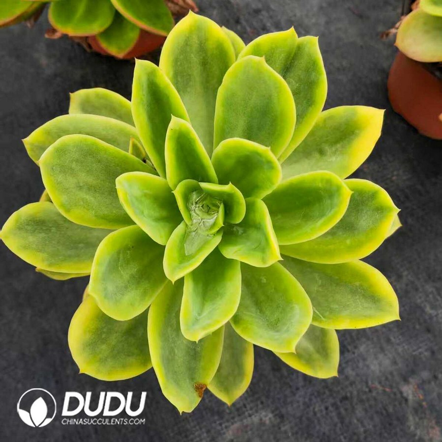 e1-21.jpg Echeveria Golden Glow - Image 1