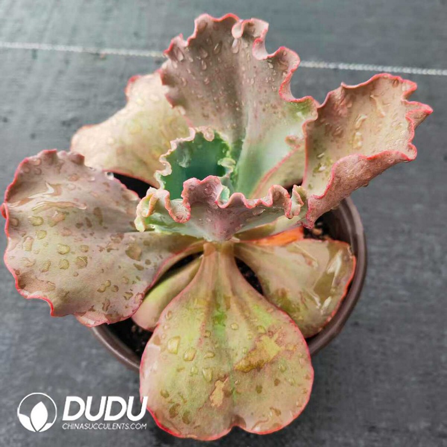 e1-22.jpg Echeveria Meridian - Image 1