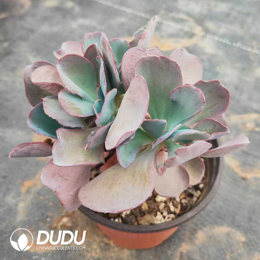 e1-23.jpg Kalanchoe Blue Rose Clustering - Image 1