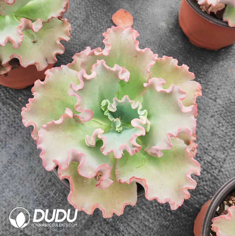 e1-24.jpg Echeveria Meridian - Image 1