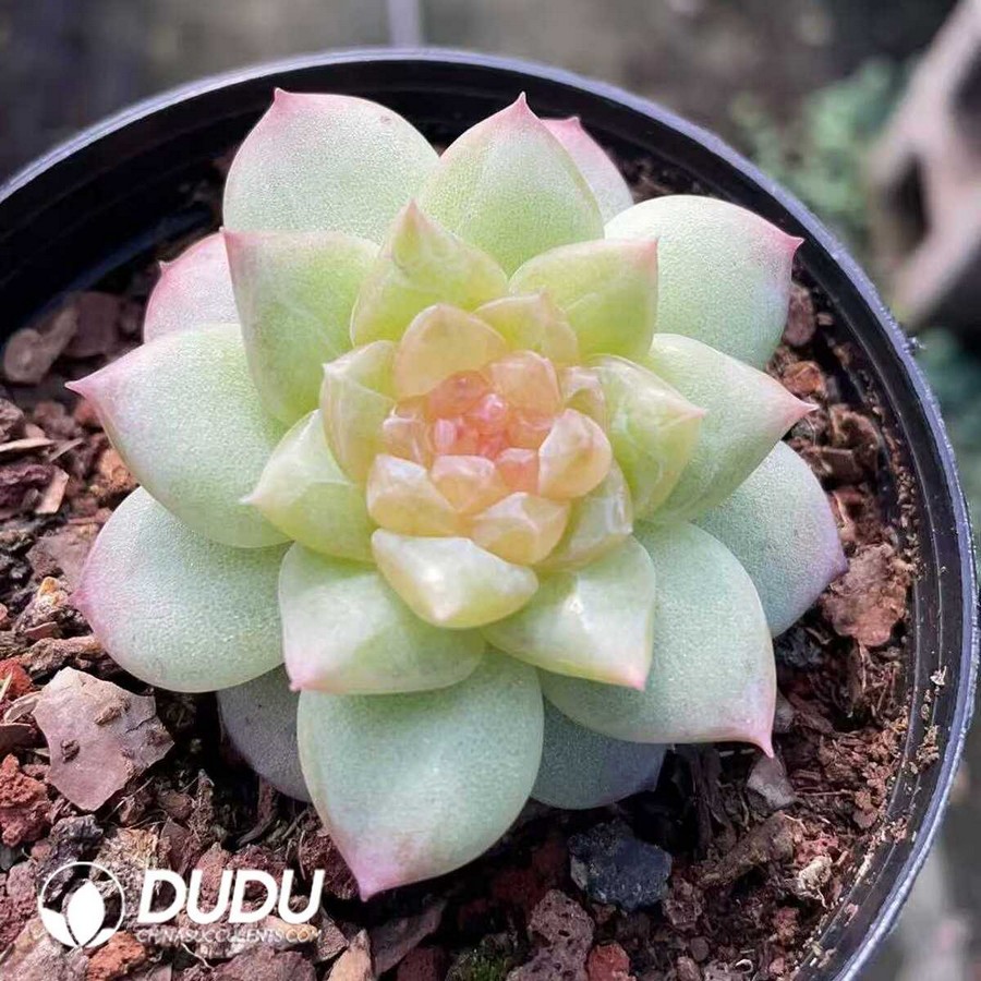 e1-3.jpg Echeveria Sugar Jenny - Image 1