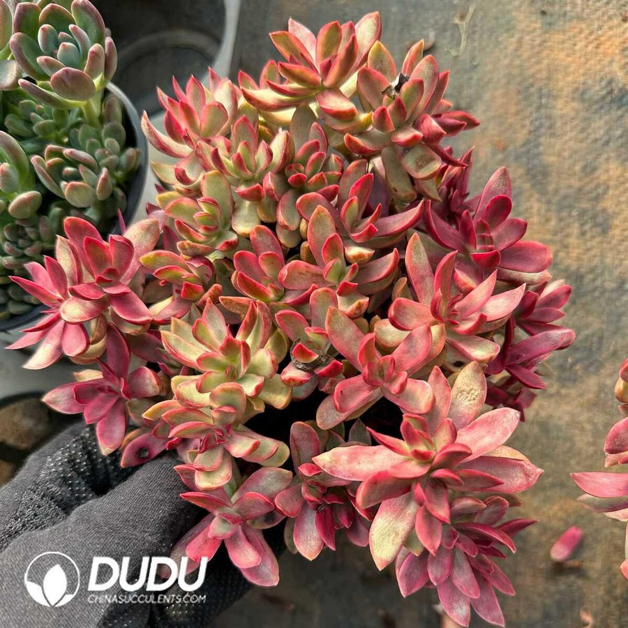 e1-30.jpg Crassula Lollipop Clustering - Image 1