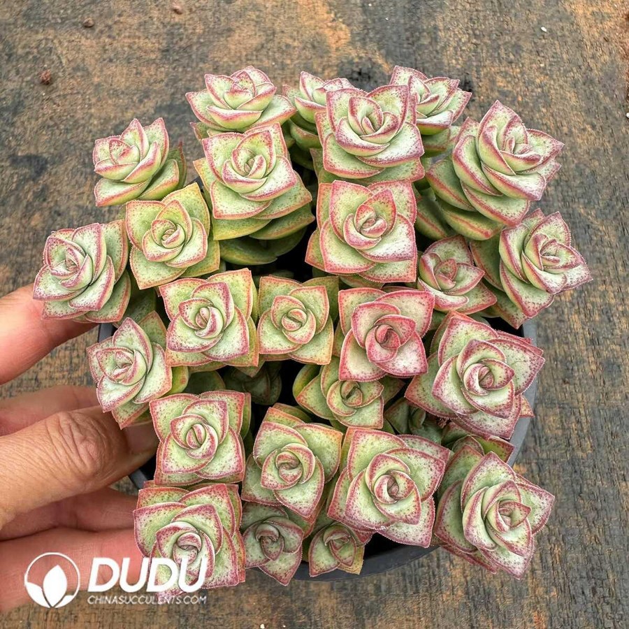 e1-31.jpg (Scattered)Crassula Conjuncta Clustering - Image 1