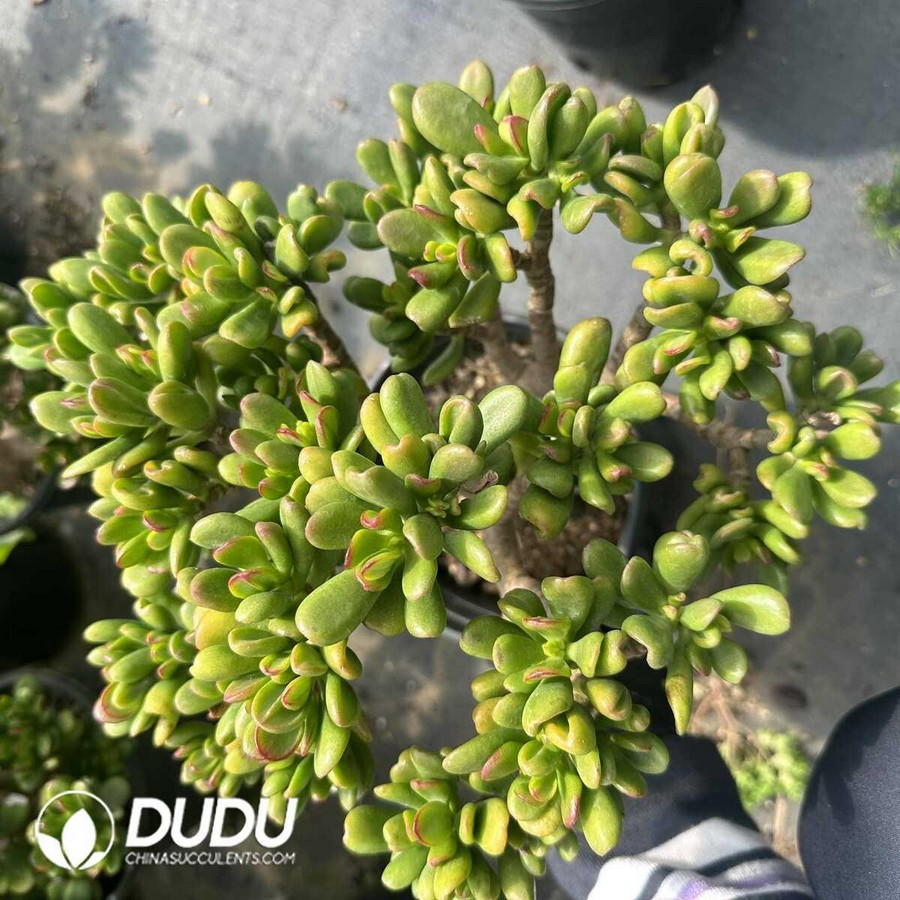 e1-32.jpg Crassula Fortune Cat Clustering - Image 1