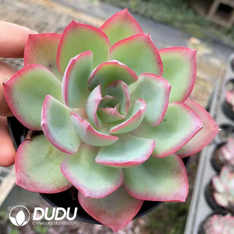 e1-34.jpg Echeveria Neon Light - Image 1